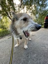 Adorable dog on a walk outdoors Royalty Free Stock Photo