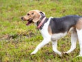 Adorable dog walking with a wooden stick on a grassy field