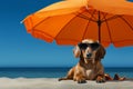 Adorable dog wearing stylish sunglasses lounging at the beach under a colorful umbrella