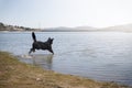 Adorable dogs enjoy running and bathing