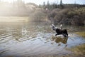 Adorable dogs enjoy running and bathing