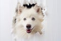 Adorable Dogs Head Popping Out of Hole in White Whatman Paper with Copy Space for Text