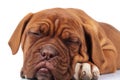 Adorable dogue de bordeaux puppy is sleeping Royalty Free Stock Photo