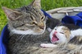 Adorable domestic kitten with open muzzle and tabby cat mother resting in a basket Royalty Free Stock Photo