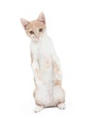 Adorable Domestic Shorthair Kitten Begging Royalty Free Stock Photo