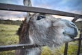 Adorable donkey looking through a metallic fence, with an inquisitive facial expression.