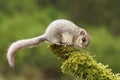 Adorable dormouse Royalty Free Stock Photo