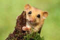 Adorable dormouse Royalty Free Stock Photo