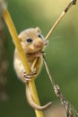 Adorable dormouse