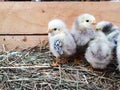 Adorable downy newborn chickens on straw in a wooden box. Farm lifestyle. Cute birdie