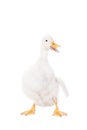 Adorable duckling quacking on white