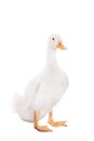 Adorable duckling quacking on white