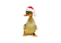 Adorable duckling in red Santa hat isolated, Christmas concept Royalty Free Stock Photo