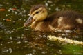 Adorable duckling swimming in a pond