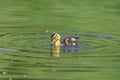 Adorable duckling swimming in pond with green water in spring