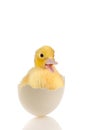 Adorable duckling in white egg Royalty Free Stock Photo