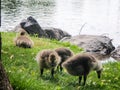 Adorable ducklings near a pond