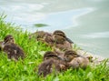 Adorable ducklings resting in the green grass