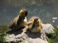 Adorable Ducklings Resting On The Rock By the Pond