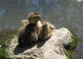 Adorable Ducklings Resting On The Rock By the Pond