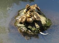 Adorable Ducklings Resting On The Rock By the Pond