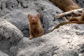 Adorable Dwarf Mongoose (helogale parvula) peeks out of a termite mound - Tarangire National Park Tanzania Royalty Free Stock Photo