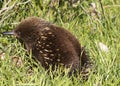 Adorable echidna waddles in grass on Bruny Island in Tasmania Royalty Free Stock Photo