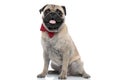Adorable elegant pug wearing red bowtie and panting