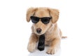 Adorable elegant puppy with sunglasses and tie