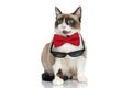 Adorable elegant pussycat wearing red bowtie and looking up