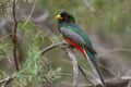 Adorable elegant trogon (Trogon elegans) standing on a tree branch in closeup Royalty Free Stock Photo