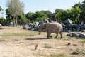 Adorable elephant walking in Safari Park (Dubai Zoo) on the background of stones and green trees Royalty Free Stock Photo