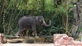Adorable elephant walking on steel bar Royalty Free Stock Photo
