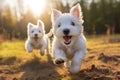 Double the Cuteness: Two White Westie Puppies Frolicking in a Field! Royalty Free Stock Photo