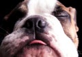 Adorable english bulldog head with tongue exposed and eyes close Royalty Free Stock Photo