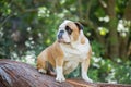 Adorable English Bulldog on a log in a forest Royalty Free Stock Photo