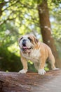 Adorable English Bulldog on a log in a forest Royalty Free Stock Photo