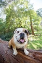 Adorable English Bulldog on a log in a forest Royalty Free Stock Photo