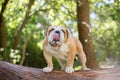 Adorable English Bulldog on a log in a forest Royalty Free Stock Photo