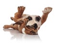 Adorable english bulldog lying on back and looking at paws Royalty Free Stock Photo