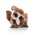 Adorable english bulldog lying on back and playing Royalty Free Stock Photo