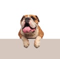 Adorable english bulldog panting while lying with legs hanging