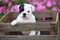 English Bulldog Puppy in Wooden Crate