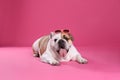 Adorable English bulldog with sunglasses