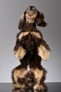 An adorable English Cocker Spaniel standing on hind legs