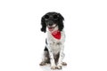 Adorable english springer spaniel dog with glasses sticking out tongue Royalty Free Stock Photo