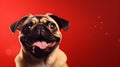 Pug-tastic Comedy: Comical Image of a Playful Pug Dog