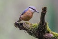 Adorable Eurasian nuthatch standing on a broken tree branch