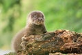 Adorable eurasian otter baby in wild nature