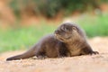 Adorable eurasian otter baby in wild nature